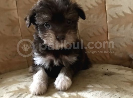 Morkie Yavrular görsel