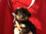 Morkie Yavrular