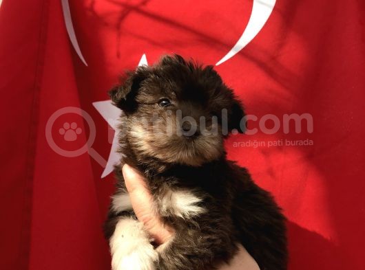 Morkie Yavrular görsel