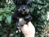 Morkie Yavrular