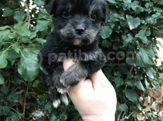 Morkie Yavrular görsel