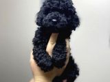 Irkının En İyisi Black Toy Poodle Yavrularimiz