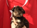 Morkie Yavrular