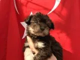 Morkie Yavrular