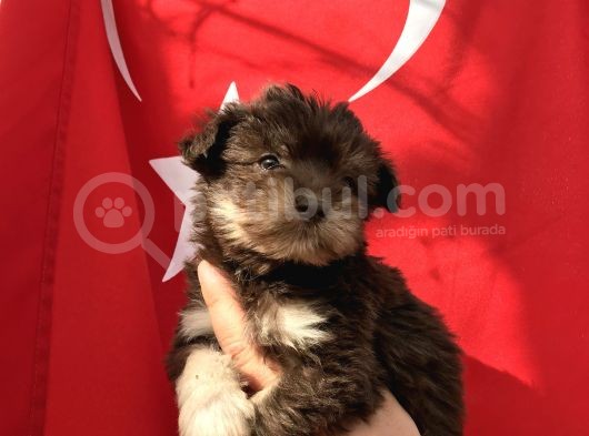 Morkie Yavrular görsel