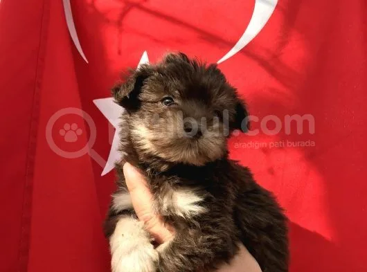 Morkie Yavrular