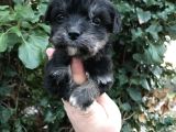 Morkie Yavrular