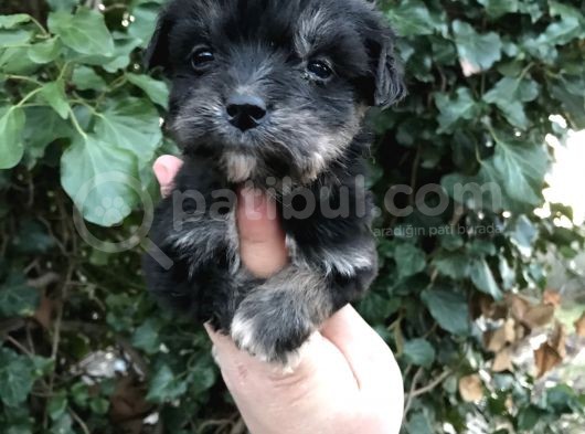 Morkie Yavrular görsel