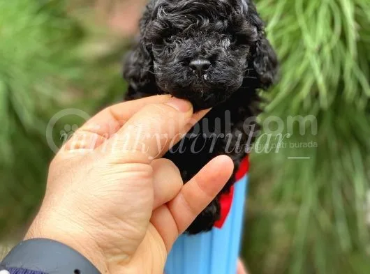 Orijinal Irk Garantili Black Toy Poodle Yavrularimiz