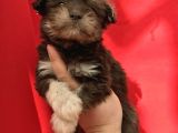 Morkie Yavrular