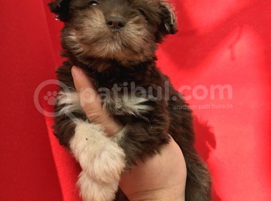 Morkie Yavrular görsel