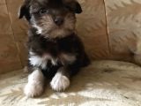 Morkie Yavrular