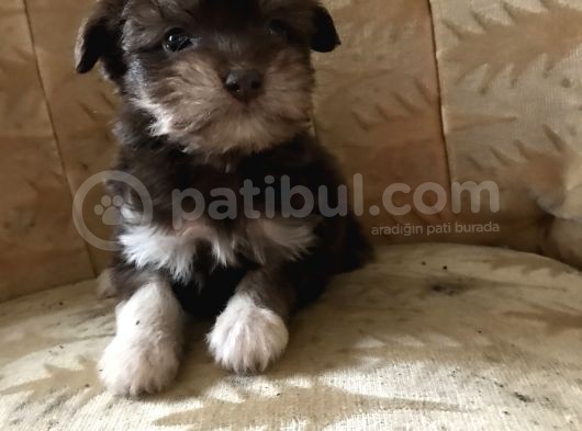 Morkie Yavrular görsel