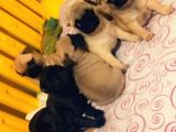 Pug Mops Yavrularımız