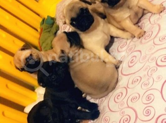 Pug Mops Yavrularımız görsel