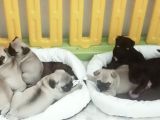 Pug Mops Yavrularımız