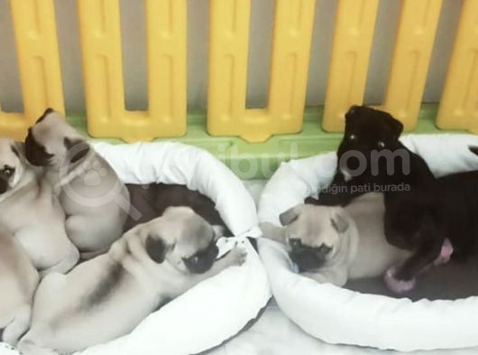 Pug Mops Yavrularımız görsel