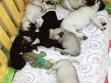 Pug Mops Yavrularımız