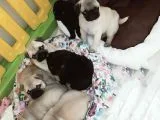 Pug Mops Yavrularımız