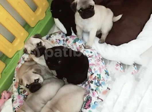 Pug Mops Yavrularımız
