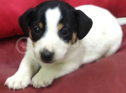 Jack Russel Terrier