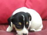 Jack Russel Terrier