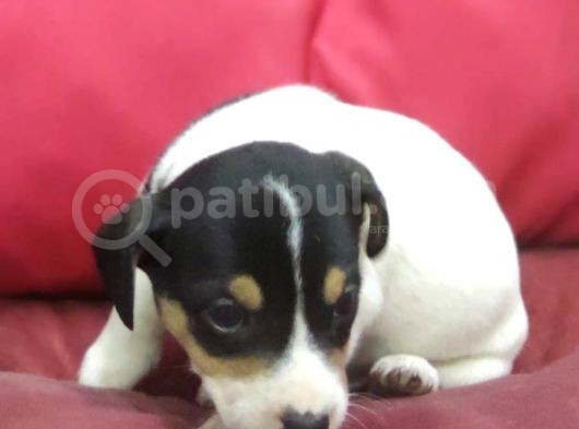 Jack Russel Terrier görsel