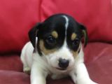Jack Russel Terrier