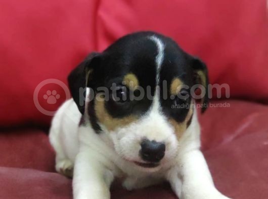 Jack Russel Terrier görsel