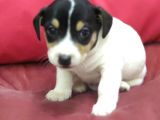 Jack Russel Terrier