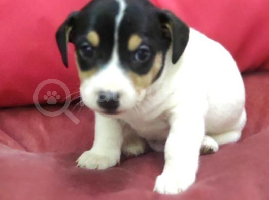 Jack Russel Terrier görsel