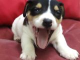Jack Russel Terrier