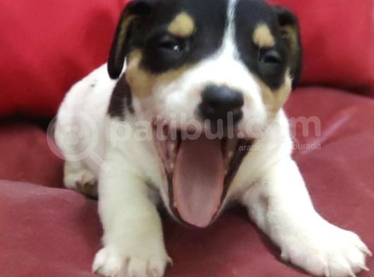 Jack Russel Terrier görsel
