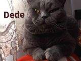 Yavru British Shorthair  3 Dişi