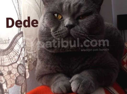 Yavru British Shorthair  3 Dişi görsel