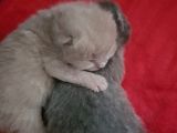 Yavru British Shorthair  3 Dişi