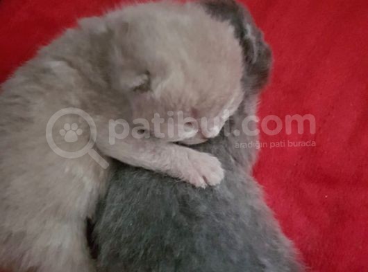 Yavru British Shorthair  3 Dişi görsel