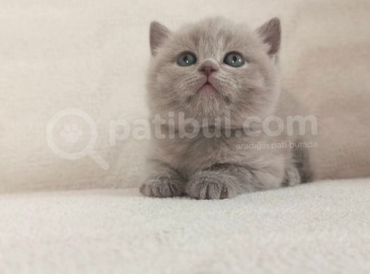 British Shorthair görsel