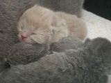 Yavru British Shorthair  3 Dişi