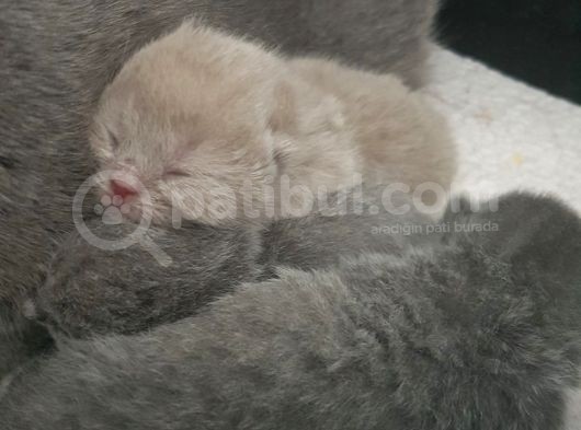Yavru British Shorthair  3 Dişi görsel
