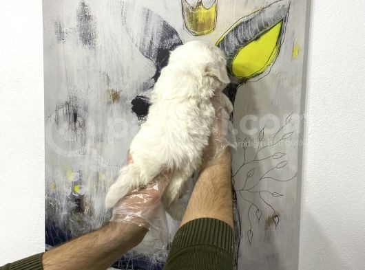 Muhteşem Kali̇te Maltese Terri̇er Yavruları görsel