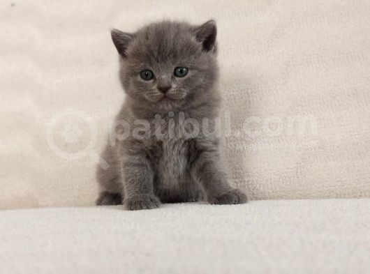 British Shorthair görsel