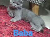 Yavru British Shorthair  3 Dişi