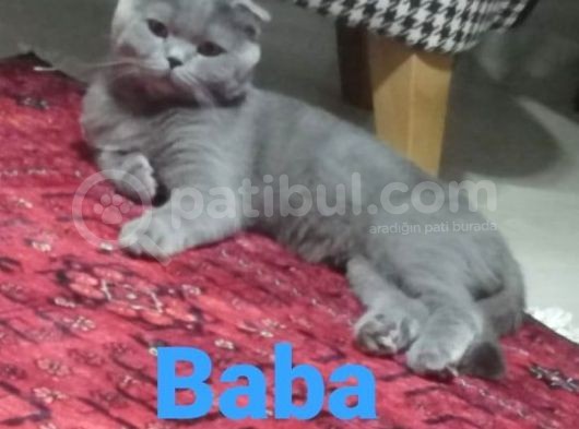 Yavru British Shorthair  3 Dişi görsel