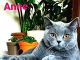 Yavru British Shorthair  3 Dişi
