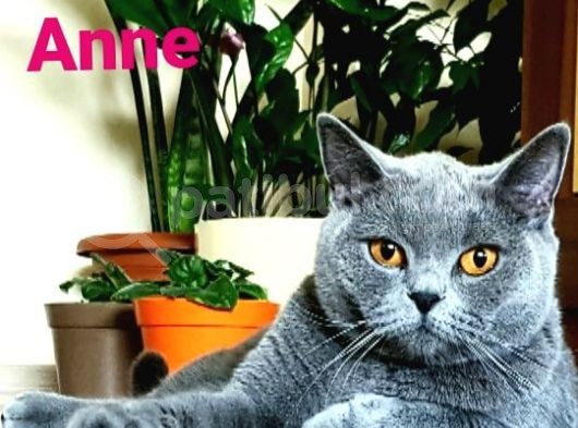 Yavru British Shorthair  3 Dişi görsel