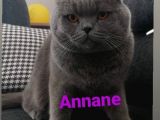 Yavru British Shorthair  3 Dişi