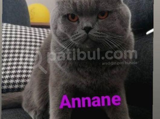 Yavru British Shorthair  3 Dişi görsel