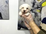 Muhteşem Kali̇te Maltese Terri̇er Yavruları