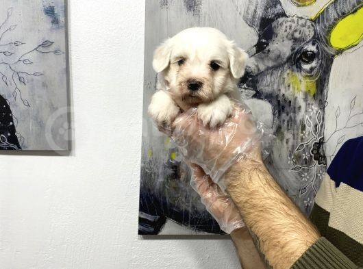 Muhteşem Kali̇te Maltese Terri̇er Yavruları görsel